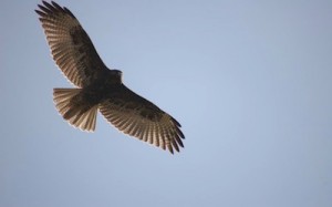 bird-soaring2