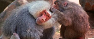 baboons-animal-web620